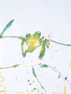 Kimberley Tree Frog