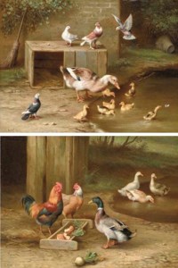 A duck and ducklings, with doves, by a pond; and ducks and chickens, at feeding time