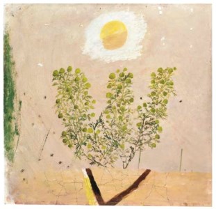 Stinking Mayweed and the Fried Egg Sun