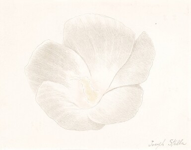 White Flower