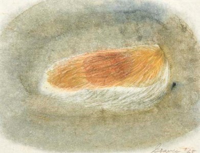 Mango Seed