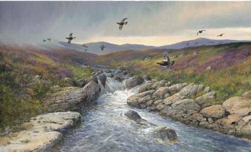 Red Grouse crossing a burn, Rannoch Moor