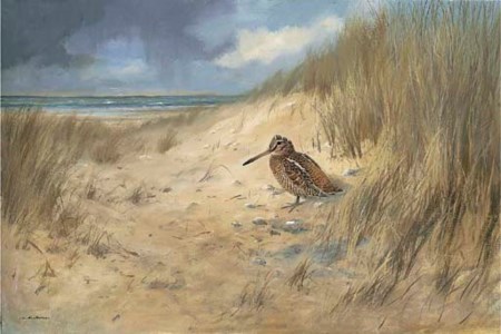 Woodcock in the dunes