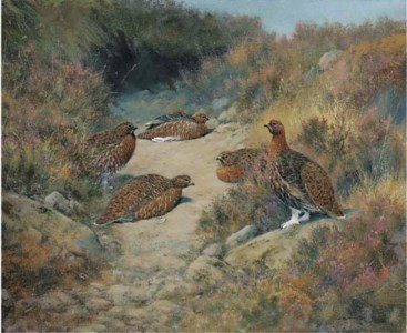 Red grouse in a moorland hollow