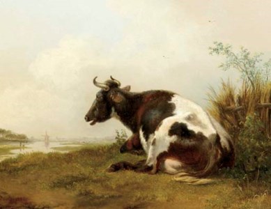 A cow resting in a meadow