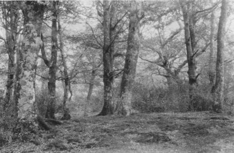 New Forest