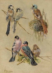 Bird Studies