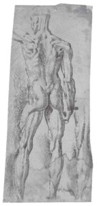 An écorché nude seen from behind, with a subsidiary study of the right leg