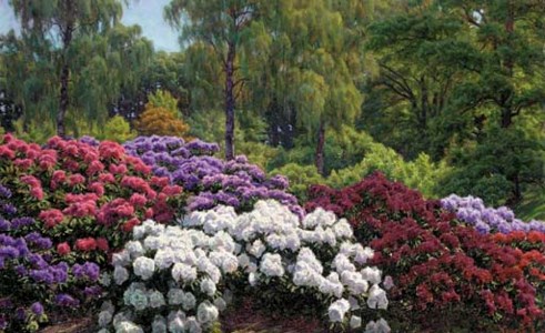 A rhododendron garden