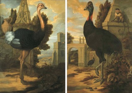 An ostrich; and A cassowary