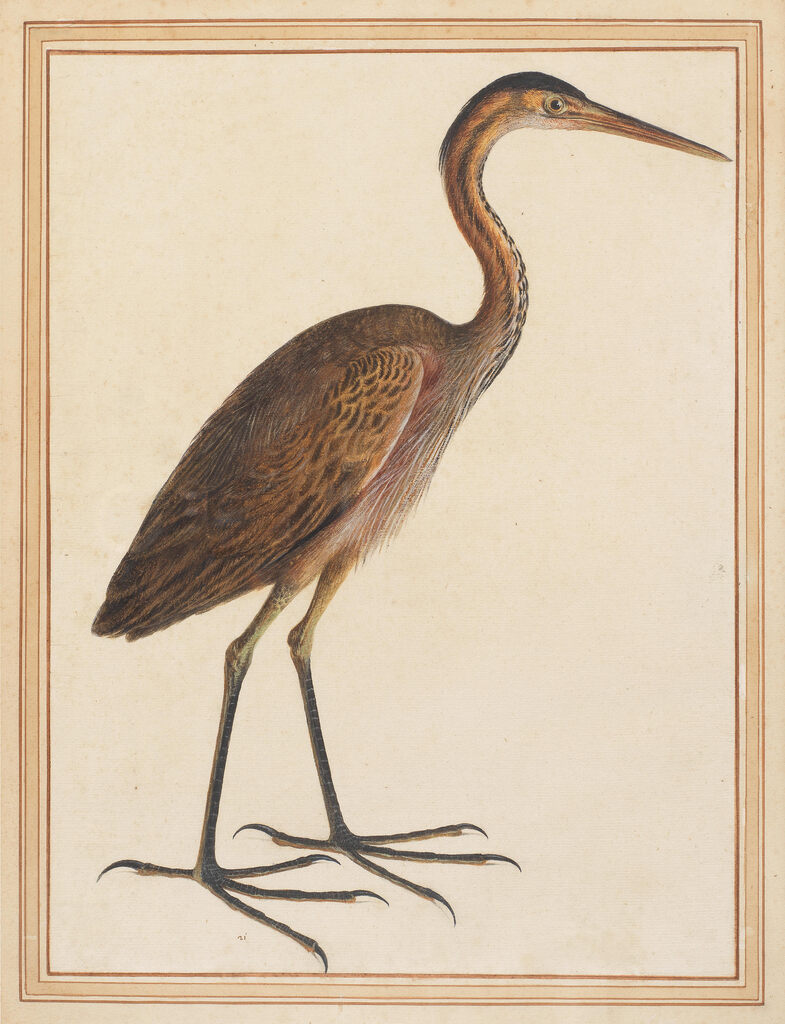 Study of a purple heron (Ardea purpurea)