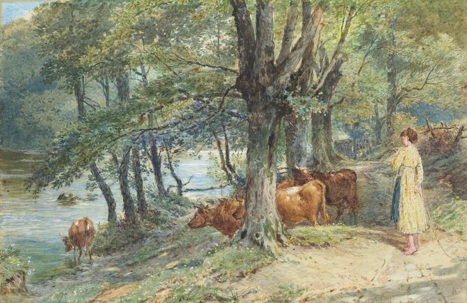 Girl watering cattle