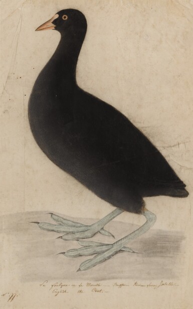 Coot