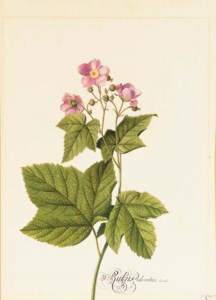 Rubus Odoratus (Japanese Anemone); and Persica dura (Peach)