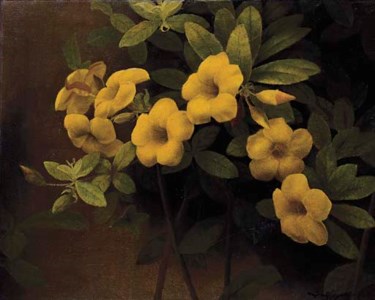 Allamanda