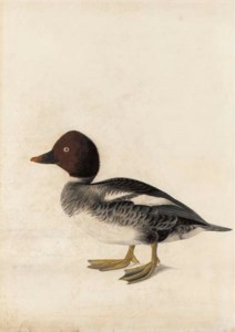Redhead Duck