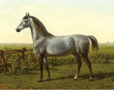 Portrait of a grey horse