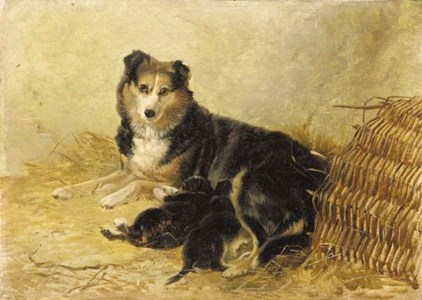 A collie and puppies