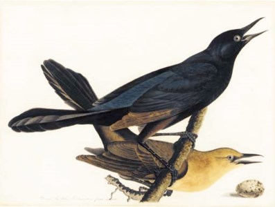 A Pair of Boat-Tailed Grackles