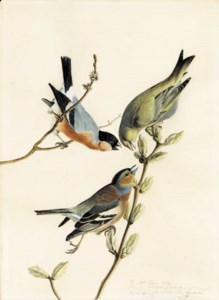 A Chaffinch, Bullfinch and Greenfinch on a Branch of Budding Chestnuts