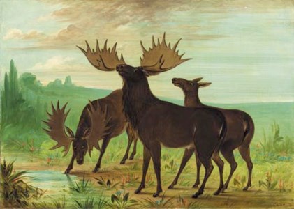 Moose at Waterhole