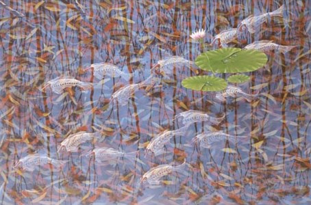 Fish and Lillies