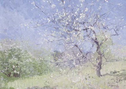 Blossoms