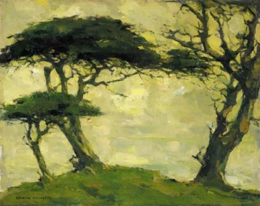 Monterey Cypress