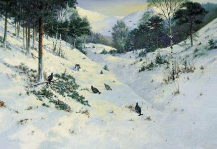 Black game in the Cairngorms