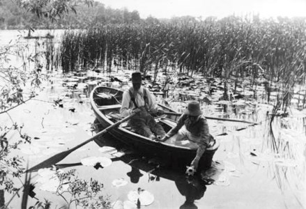 Gathering Waterlilies