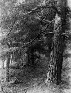 Redlands Woods