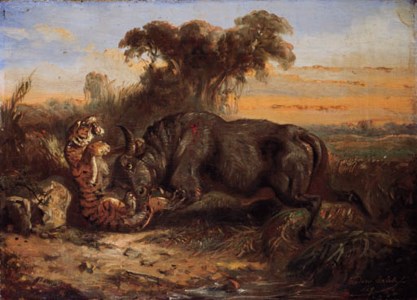 Combat between a buffalo and tiger
