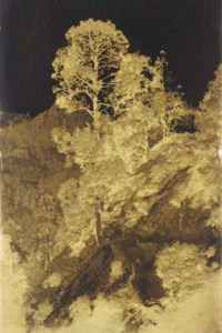 Tree study