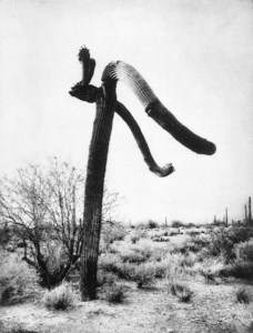 Desert Citizens