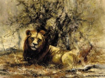 Lion Resting