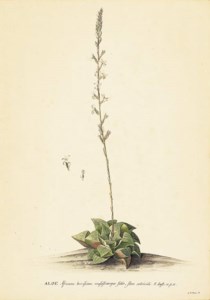 Haworthia retusa