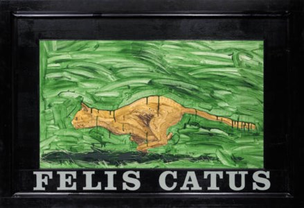 Felis Catus
