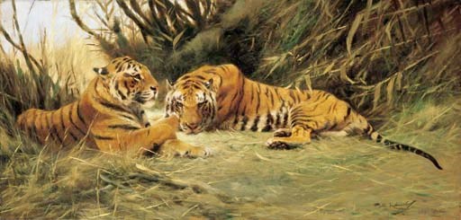 Tigers Resting in Tall Grass