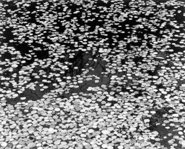 Untitled (Waterlilies)