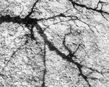 Untitled (Abstract tree shadow)