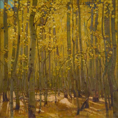 Sunlit Aspen Grove