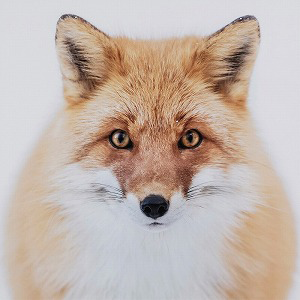 Fawn (Fuchsia)