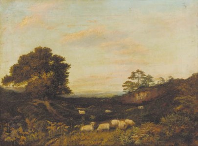 Sheep grazing in heathland