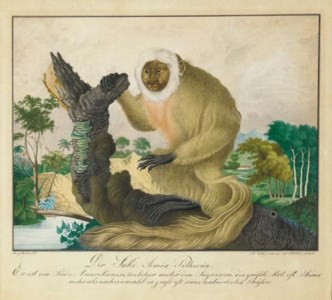 Der Sahi Simia Pithecia