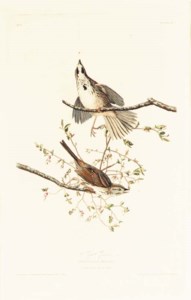 Fringilla Melodia