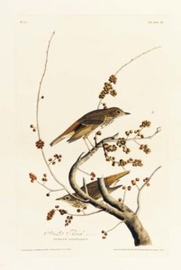 Sitta canadensis