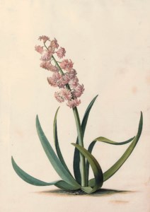 Hyacinthus orientalis
