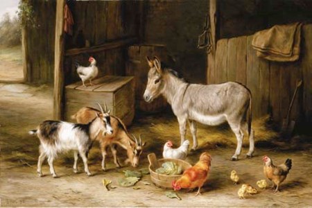 A donkey, two goats, chickens and chicks