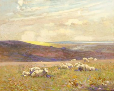 Grazing Sheep