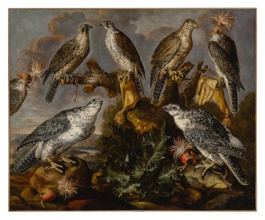 A group of seven Lanner and Peregrine or Gyrfalcons